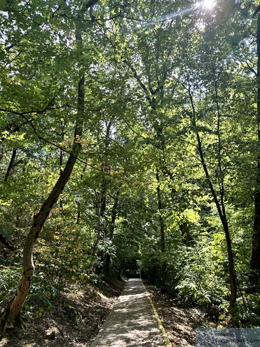 Sendero sombreado por el bosque camino a Avala