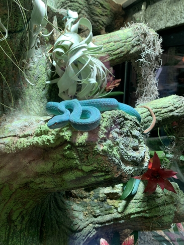 Una impresionante Víbora de Fosa Insular Azul en el Reptilario de Universeum