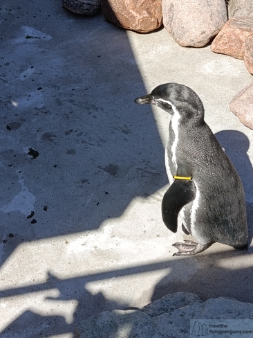 Un pingüino de Humboldt en el Zoológico de Slottsskogen, Gotemburgo