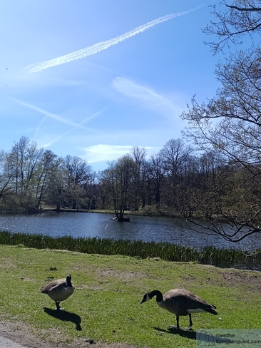 Dos gansos junto al lago en el Parque de Slottsskogen