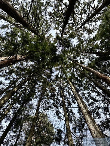 Pinos imponentes vistos desde abajo en la reserva natural de Änggårdsbergen cerca de Gotemburgo