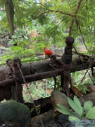 Un vibrante Ibis Escarlata en la selva tropical de Universeum